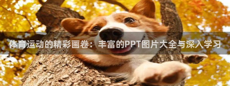 熊猫体育在线：体育运动的精彩画卷：丰富的PPT图片大全与深入学习